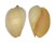 VOLUTIDAE MELO BRODERIPII shell