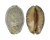 CYPRAEIDAE MAURITIA ARABICA GIBBA shell