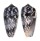 CONIDAE CONUS STRIATUS shell