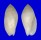 MITRIDAE PTERYGIA NUCEA shell
