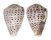 CONIDAE CONUS TAENIATUS shell