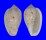 MARGINELLIDAE MARGINELLA SENEGALENSIS shell