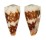 CONIDAE CONUS VIDUA CUYOENSIS shell