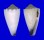 CONIDAE CONUS VIDUA CUYOENSIS shell