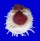 SPONDYLIDAE SPONDYLUS VARIANS shell