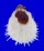 SPONDYLIDAE SPONDYLUS VARIANS shell