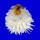 SPONDYLIDAE SPONDYLUS VARIANS shell
