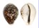 CYPRAEIDAE CYPRAEA TIGRIS shell