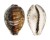CYPRAEIDAE CYPRAEA TIGRIS shell