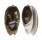 OLIVIDAE OLIVA BULBOSA FABAGINA shell