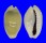 CYPRAEIDAE MONETARIA MONETA shell
