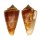 CONIDAE CONUS AMADIS NEPTUNUS shell