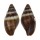MITRIDAE MITRA TRISTIS shell