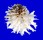 CHAMIDAE CHAMA LAZARUS shell