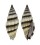 MITRIDAE VEXILLUM RUGOSUM shell