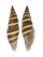 MITRIDAE VEXILLUM CURVILIRATUM shell