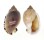 CASSIDAE CASMARIA ERINACEUS VIBEX shell