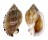 CASSIDAE CASMARIA ERINACEUS VIBEX shell