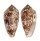 CONIDAE CONUS TEXTILINUS shell