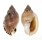 CASSIDAE CASMARIA PONDEROSA shell