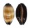 CYPRAEIDAE TALPARIA TALPA shell