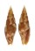 MITRIDAE VEXILLUM ZEBUENSE shell
