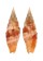 MITRIDAE COSTELLARIA RUFOMACULATUM shell