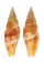 MITRIDAE COSTELLARIA RUFOMACULATUM shell
