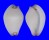OVULIDAE CALPURNUS VERRUCOSUS shell
