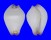 OVULIDAE CALPURNUS VERRUCOSUS shell