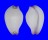 OVULIDAE CALPURNUS VERRUCOSUS shell