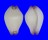 OVULIDAE CALPURNUS VERRUCOSUS shell