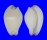 OVULIDAE CALPURNUS VERRUCOSUS shell