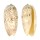OLIVIDAE OLIVA SERICEA shell