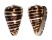 CONIDAE CONUS EBURNEUS POLYGLOTTA shell