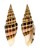 MITRIDAE VEXILLUM ALBOFULVUM shell