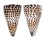 CONIDAE CONUS LITTERATUS shell