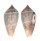 CONIDAE CONUS HYBRIDUS shell