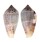 CONIDAE CONUS HYBRIDUS shell