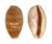 CYPRAEIDAE LYNCINA CARNEOLA shell