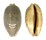 CYPRAEIDAE MAURITIA EGLANTINA shell