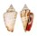 STROMBIDAE STROMBUS LUHUANUS shell