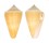 CONIDAE CONUS QUERCINUS shell