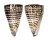 CONIDAE CONUS LITTERATUS shell