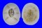 CHELONIBIIDAE CHELONIBIA TESTUDINARIA shell