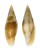 MITRIDAE NEBULARIA RUBIGINOSA shell