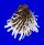 SPONDYLIDAE SPONDYLUS ALBIBARBATUS shell