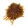 SPONDYLIDAE SPONDYLUS ECHINATUS ZONALIS shell