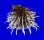 SPONDYLIDAE SPONDYLUS ALBIBARBATUS shell
