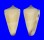 CONIDAE CONUS FURVUS NEOBUXEUS shell